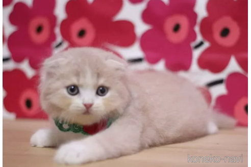 成約済の東京都のスコティッシュフォールド(折れ耳)-96317の2枚目